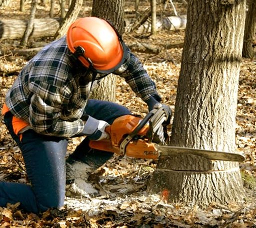Tree Removal in Beverly, MA